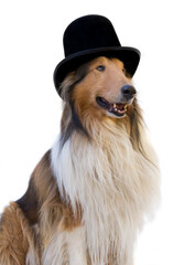 portrait of a rough collie dog with black top hat