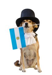 dog with black top hat, jabot and Argentine flag