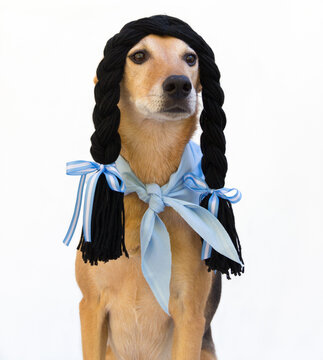 Dog with black braids, dressed in China, from the Argentine countryside.