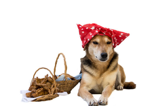 portrait of a dog dressed in a polka dot turban for the Argentine national holidays.