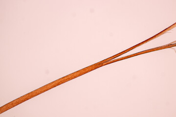 Characteristics of Hair cell of human under microscope view for education in laboratory.
