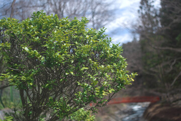 春の新緑の木とバックの空