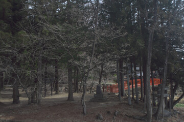 趣のある林と赤い橋(日本　長野県)