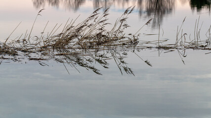 common river reeds reflection in calm flood water