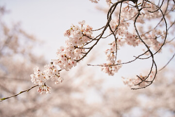 桜の花びら
