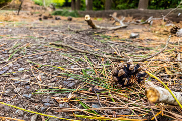 Japanese pinecone at road