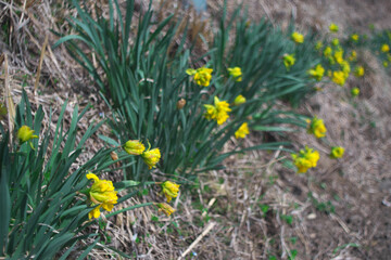春に咲いたスイセンの花