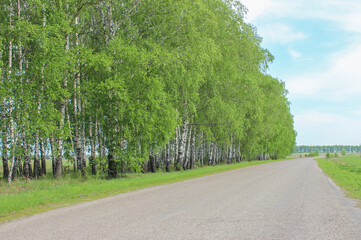 Green birches in spring