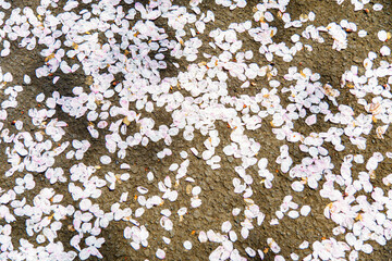 散りゆくソメイヨシノで路面いっぱいの雪の花