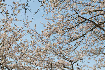 春の日差しに輝くソメイヨシノの花びら