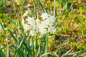 土手沿いに咲くかわいいスイセンの花