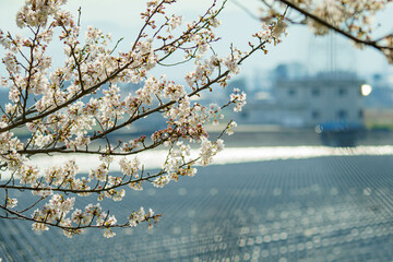 春の日差しに輝くソメイヨシノの花びら