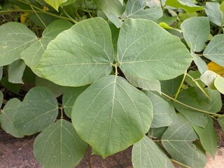Mucuna bracteata leaf in the morning