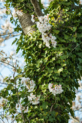 桜の太い幹に咲いたソメイヨシノの花