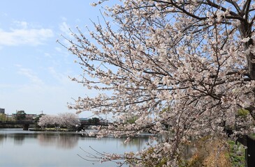 Fototapeta na wymiar Beautiful Japanese cherry blossoms blooming in spring