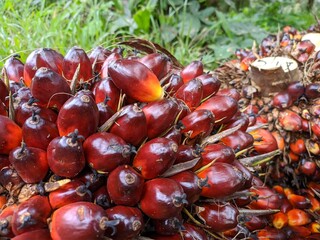 Fresh Fruit Bunch (FFB) in a Palm Oil Plantation south borneo