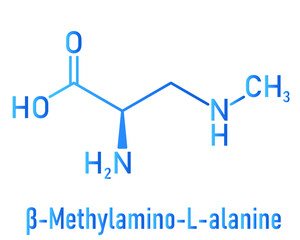 beta-Methylamino-L-alanine (BMAA) toxic amino acid molecule. Produced by cyanobacteria. Skeletal formula.