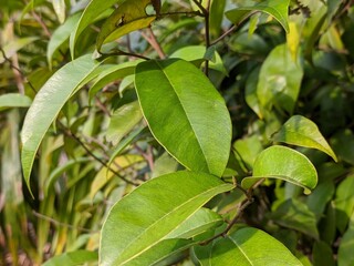 Gaharu Leaf (Aquilaria malaccensis) in the morning