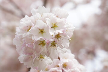 Spring flower collection 2022