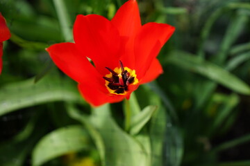 Fototapeta premium Spring flower collection 2022