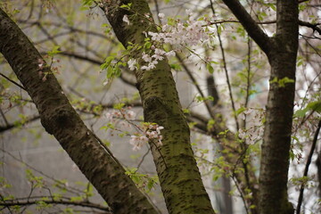 Spring flower collection 2022