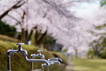 Fototapeta na wymiar 校庭の満開の桜と水道【三重県熊野市 旧神上小中学校（休校中）一般公開】