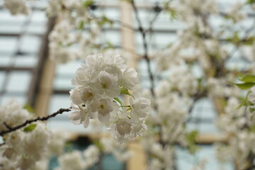 Spring flower collection 2022