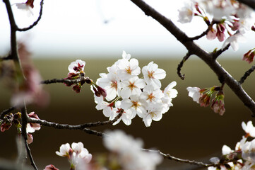 桜の花７