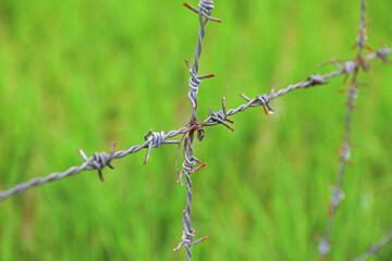 Metal wire fencing around rice field for protection	
