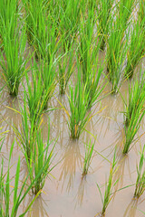 Obraz premium Fresh Rice plant in Indian field 