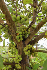 Ficus sycomorus, ficus racemosa, sycamore figs , fig-mulberry, clusters of ripe figs on tree