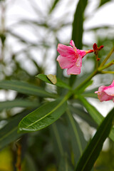 Beautiful Oleander Nerium flower in garden