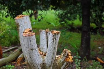 Fototapeta premium Cut tree in the forest - Deforestation concept