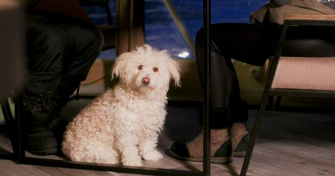White cute curious dog sitting under table indoors looking straight at camera. Curly puppy sit under feet