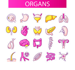 internal organs, color icons for web design