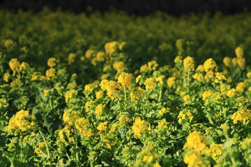 Obraz premium 菜の花畑