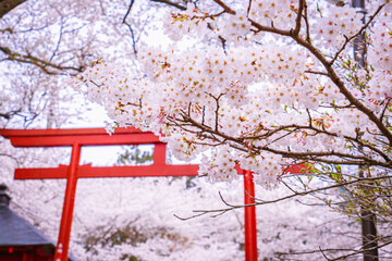 Japanese Blossom and Temple Gate "Torii"