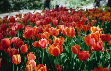 Obraz premium 満開の赤いチューリップ