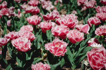 八重のチューリップ