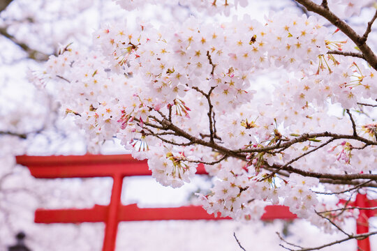 日本の鳥居と桜