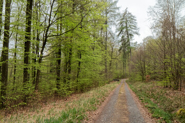 Forest Road.