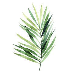 Watercolor illustration of a tropical plant. Palm tree leaf isolated on white background.