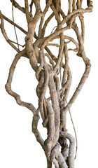 Twisted wild vine vines planted on isolated branches on white background, combined cutting paths.