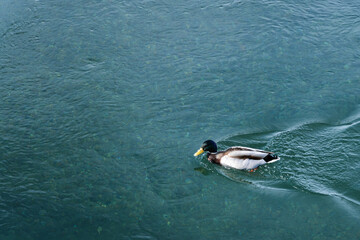 Duck in the water