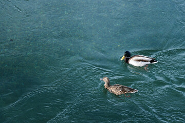 Ducks in the water