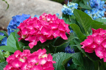 Red hydrangeas are blooming.