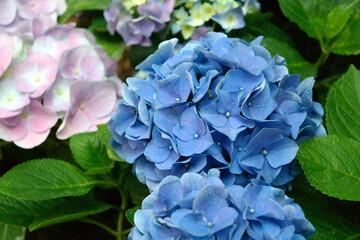 The blue hydrangea is in full bloom.