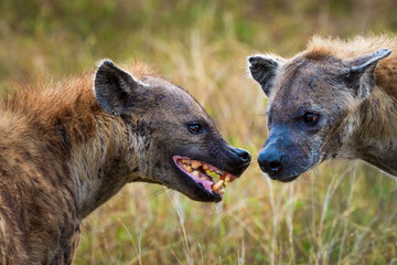 Spotted Hyena Laughing Hyena Crocuta