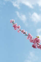 空に伸びる河津桜