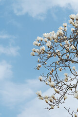 ハクモクレンの木